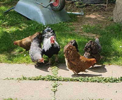 Unsere Hühnerschar Unsere Hühnerschar