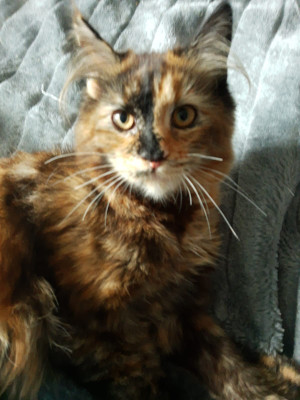 Kitty